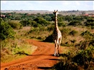 Giraff